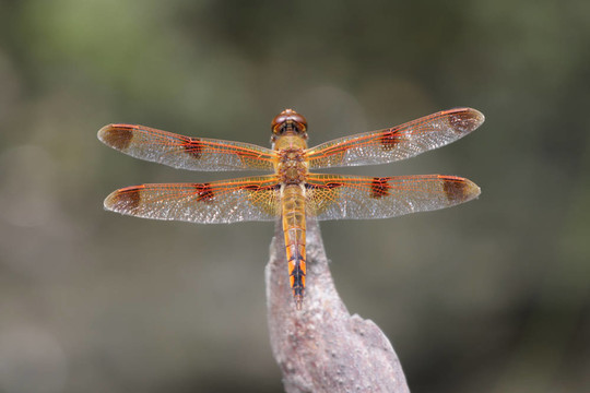 畫Skimmer Dragonfly
