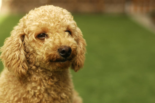 可愛(ài)的Brown Poodle