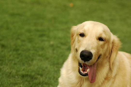 快樂(lè)的金毛獵犬