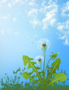 蒲公英