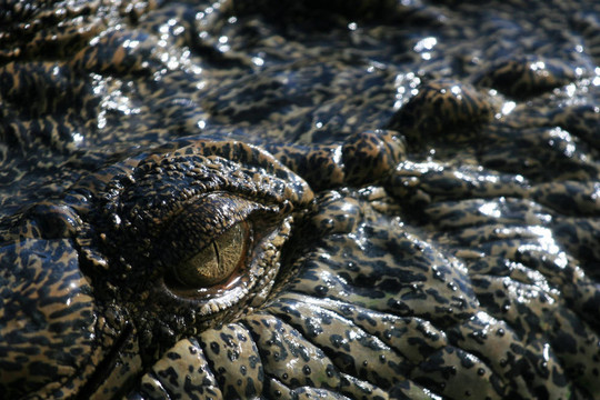 crocodille眼