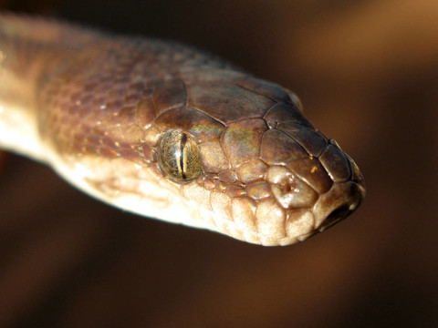Python -卡卡杜國(guó)家公園；澳大利亞