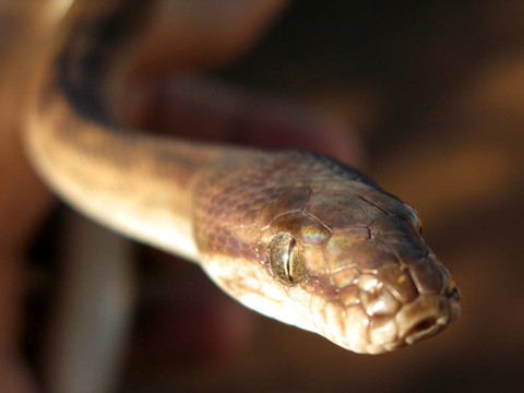 Python -卡卡杜國家公園；澳大利亞