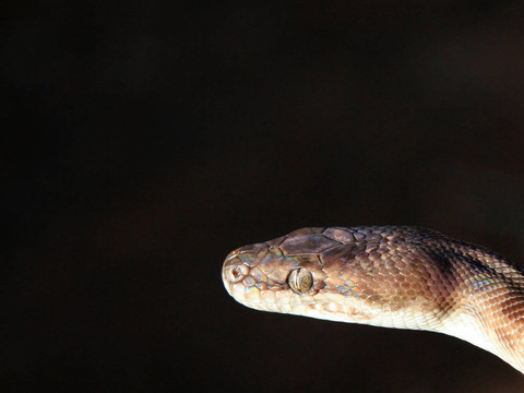 Python -卡卡杜國(guó)家公園；澳大利亞