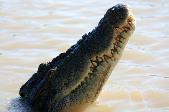 crocodille -卡卡杜國家公園；澳大利亞