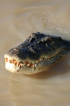 crocodille -卡卡杜國家公園；澳大利亞