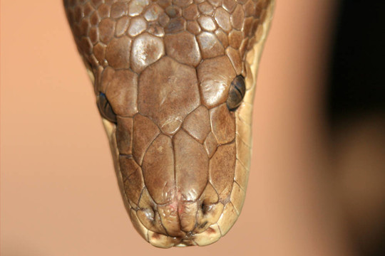 Python -卡卡杜國家公園；澳大利亞