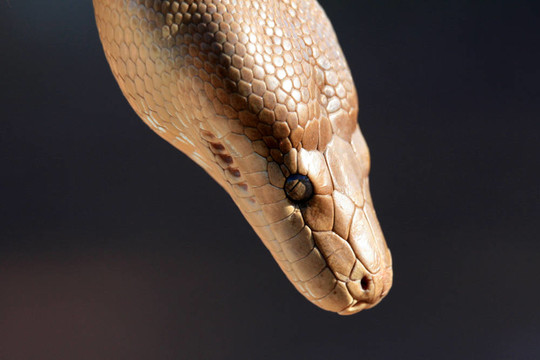 Python -卡卡杜國(guó)家公園；澳大利亞