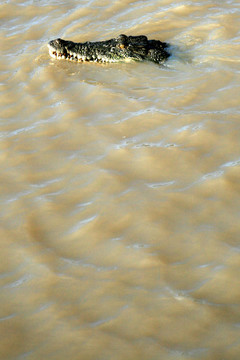 crocodille -卡卡杜國家公園；澳大利亞
