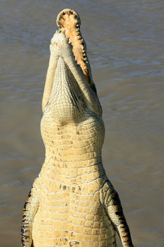 跳crocodille -卡卡杜國家公園；澳大利亞