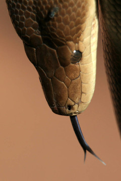 鞋舌Python -卡卡杜國(guó)家公園；澳大利亞