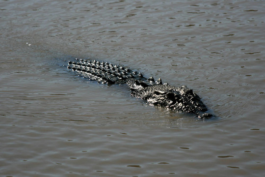 crocodille -卡卡杜國家公園；澳大利亞
