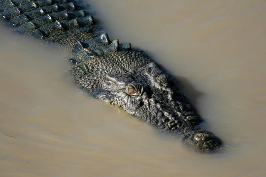 crocodille -卡卡杜國家公園；澳大利亞