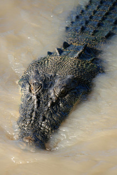 crocodille -卡卡杜國家公園；澳大利亞