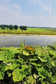 農(nóng)業(yè)景觀