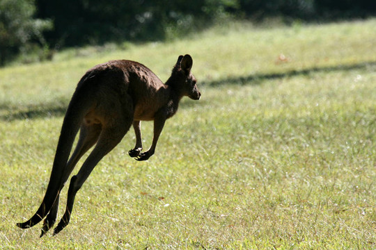 Grey Kangaroo；澳大利亞