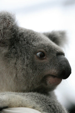 Koala；澳大利亞