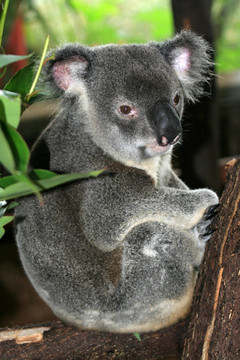 Koala；澳大利亞