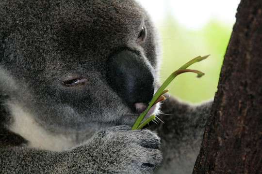 Koala；澳大利亞