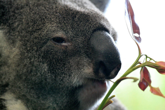Koala；澳大利亞