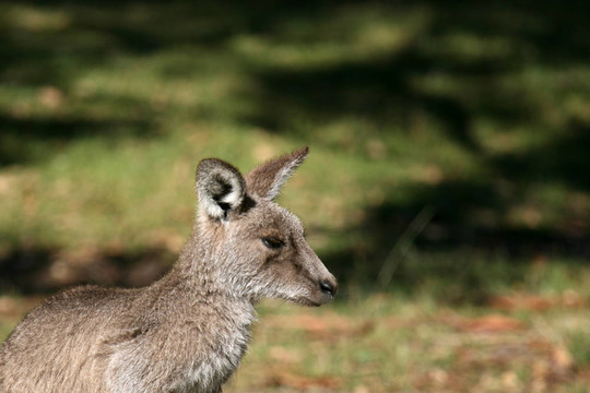 Grey Kangaroo；澳大利亞