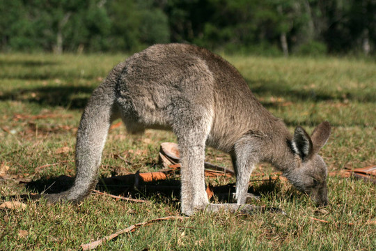 Grey Kangaroo；澳大利亞