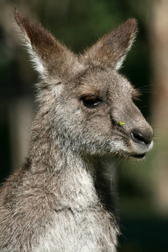 Grey Kangaroo；澳大利亞