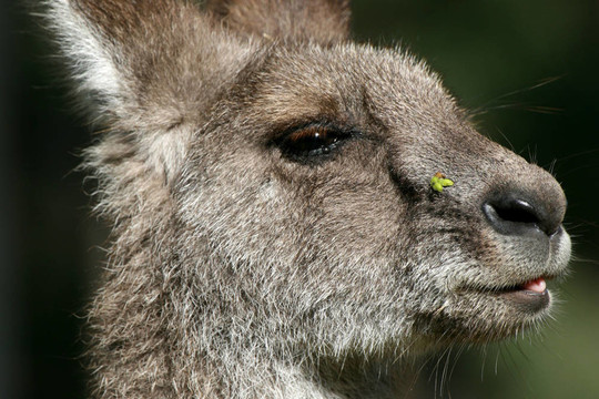 Grey Kangaroo；澳大利亞
