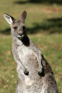 Grey Kangaroo；澳大利亞