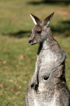 Grey Kangaroo；澳大利亞
