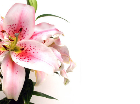Lily Floral的邀請
