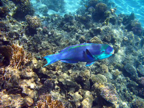 鸚鵡的魚