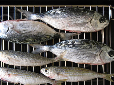 烤肉架上的新鮮魚