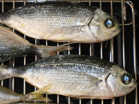 午餐吃的魚