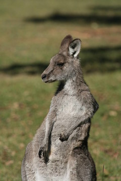 Grey Kangaroo；澳大利亞