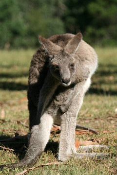 Grey Kangaroo；澳大利亞