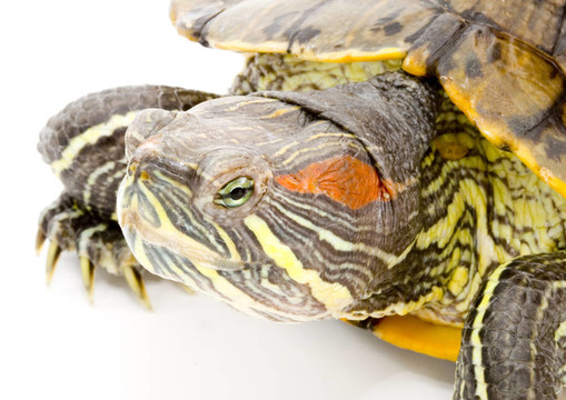 Pseudemys scripta