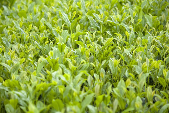 綠茶