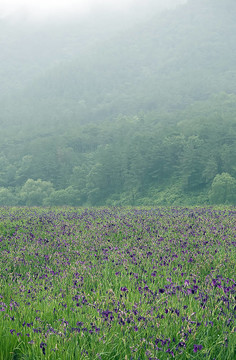 lilienplantage