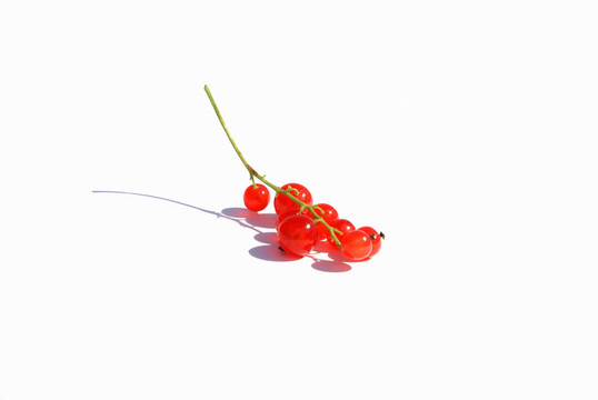 紅醋栗