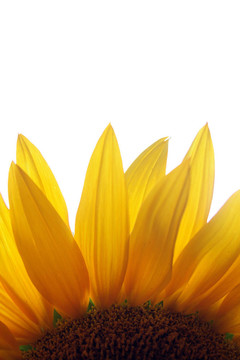 向日葵特寫(xiě)