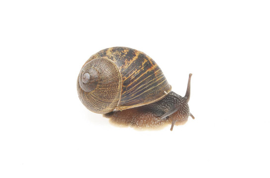 蝸牛