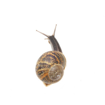 蝸牛