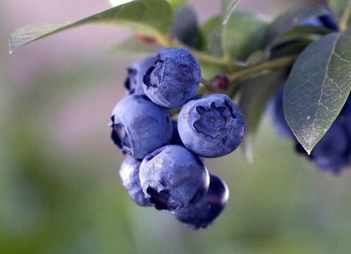 的heathberries