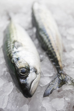 剛捕獲的魚(yú)