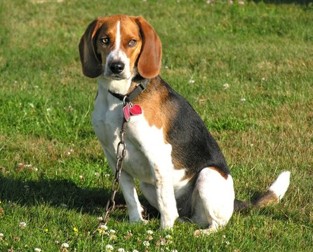 比格犬重鏈。