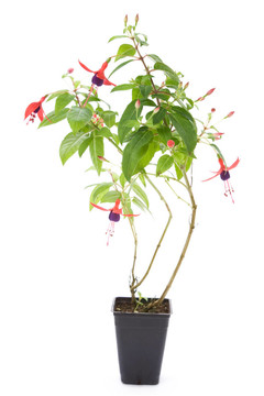 紫紅色的花