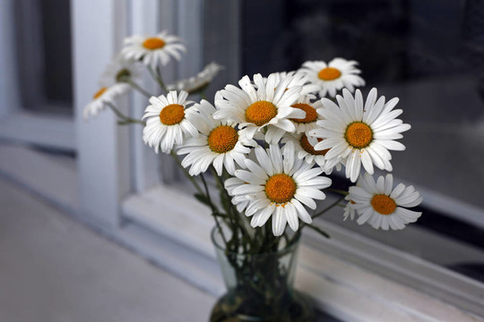 束camomiles