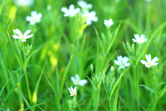春天的花朵