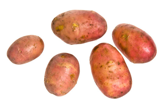 新土豆